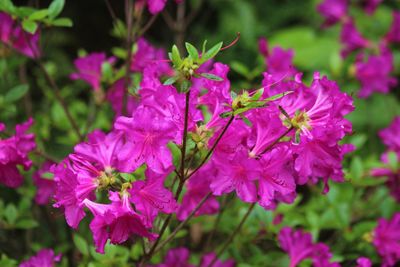 Close-up of pink flowers blooming outdoors