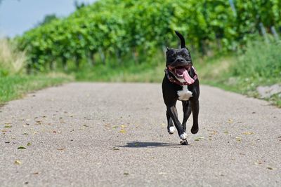 Dog running on road