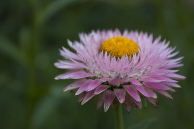 Close-up of purple daisy flower