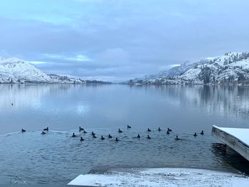 Flock of birds in lake