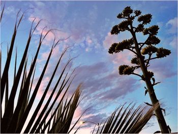 Low angle view of silhouette plants against sky