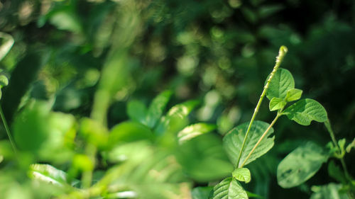 Close-up of fresh green plant