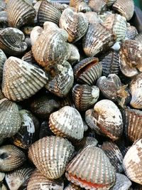 Full frame shot of shells
