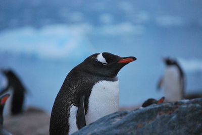 Close-up of penguin on rock