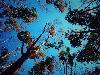 Low angle view of trees against blue sky