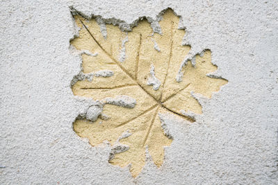 Close-up of autumn leaves on wall