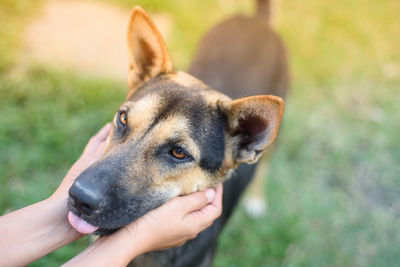 Close-up of hand holding dog