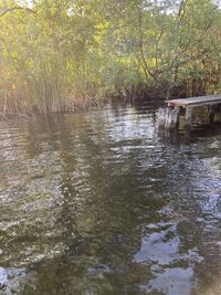 Scenic view of lake in forest