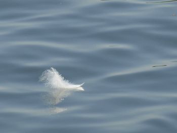 Close-up of feather floating on water