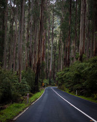 Empty road along trees in forest