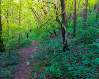 Trees growing in forest