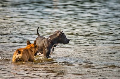 View of a dog in the water