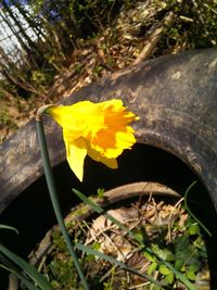 Close-up of yellow flower