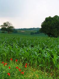 Scenic view of field against clear sky