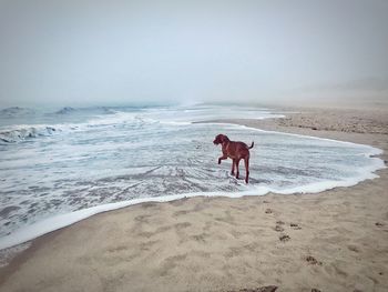 Dog on beach