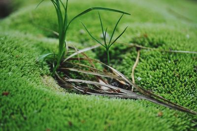 High angle view of plant growing on field