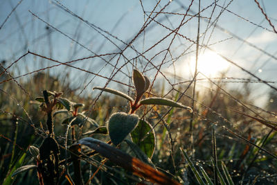 Close-up of plant growing on field