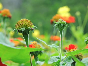 Close-up of flowering plant