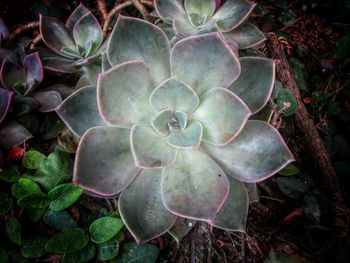 High angle view of flower