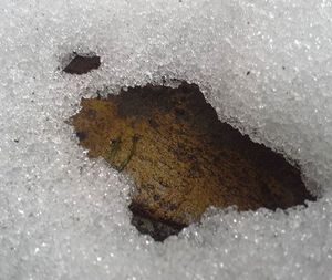 High angle view of insect on snow