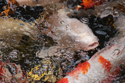 High angle view of fish swimming in sea