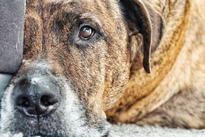 Close-up portrait of dog
