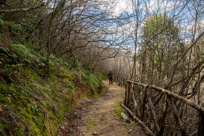 Rear view of person walking on footpath in forest