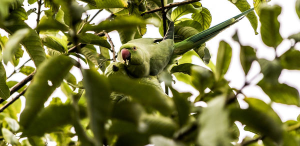 Low angle view of bird perching on tree