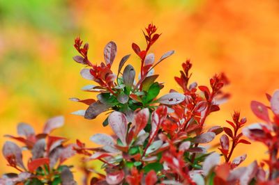 Close-up of orange flowers