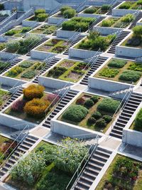 High angle view of plants