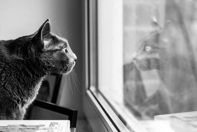 Cat looking through window with reflection 