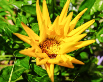 Close-up of yellow flower