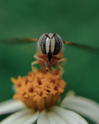 Close-up of insect on flower