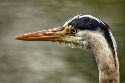 Close-up of a bird