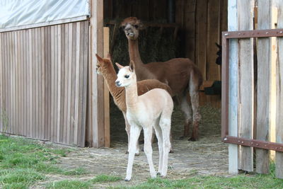 Alpacas standing in barn