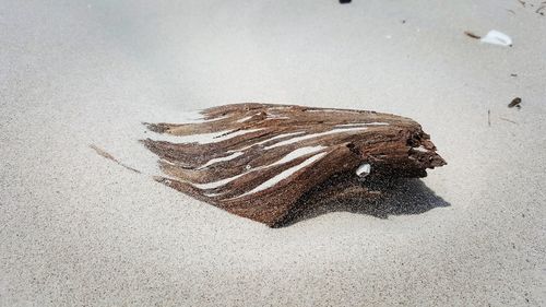 High angle view of crab on sand at beach