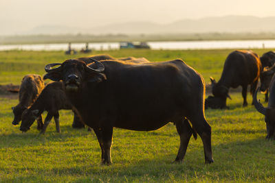 Horses standing in a field