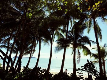 Silhouette palm trees on beach against sky