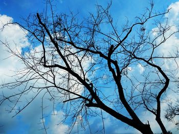 Low angle view of bare tree against sky