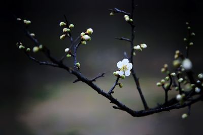 Close-up of white flowers on branch