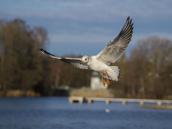 Close-up of bird flying over lake against sky