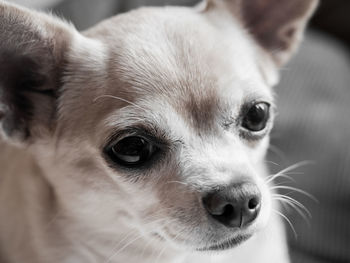 Close-up portrait of a dog