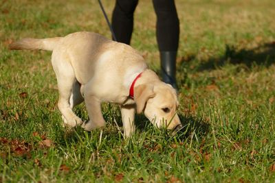 Low section of person with dog on field