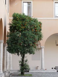 Tree by building in city