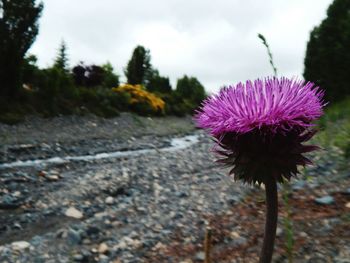 Close-up of purple flower