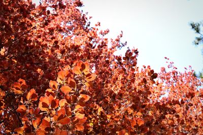 Low angle view of trees against clear sky