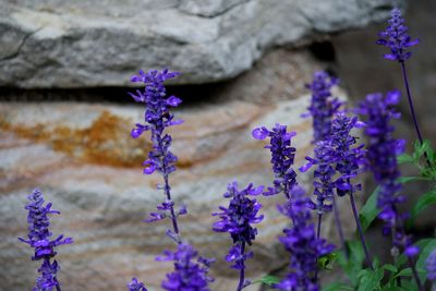 Close-up of purple flowering plants