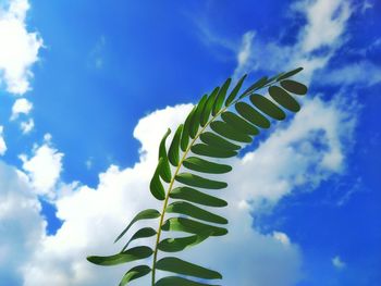 Low angle view of leaves against sky