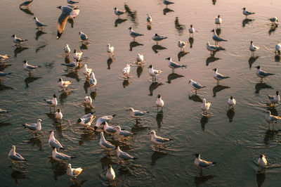 High angle view of seagulls in lake