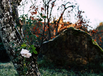 Close-up of white flower on tree trunk